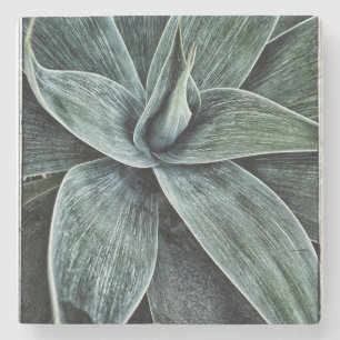 Agave Attenuata Stenunderlägg