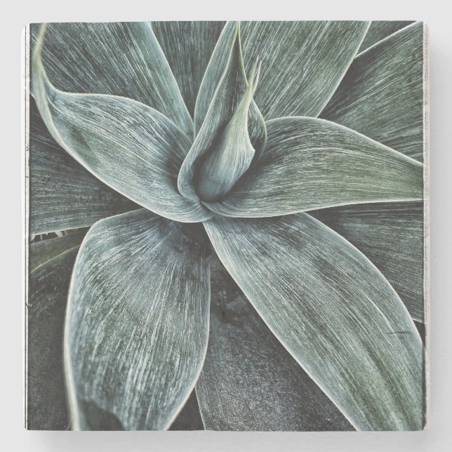 Agave Attenuata Stenunderlägg (Framsidan)