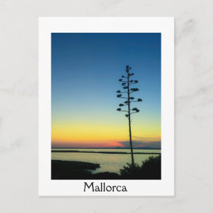 Agave Blooming Flower på Mallorca vid Sunset Vykort