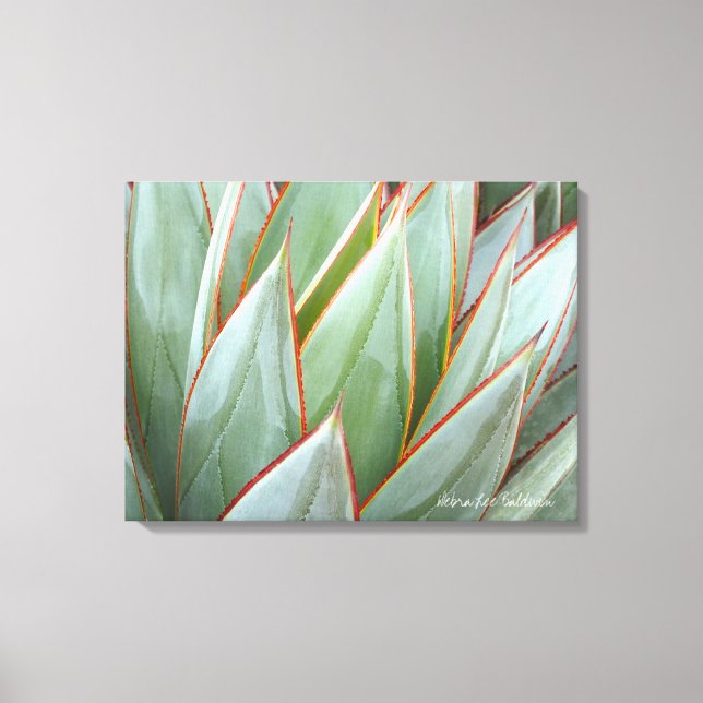 Agave 'Blue Glow' canvas av Debra Lee Baldwin (Framsida)