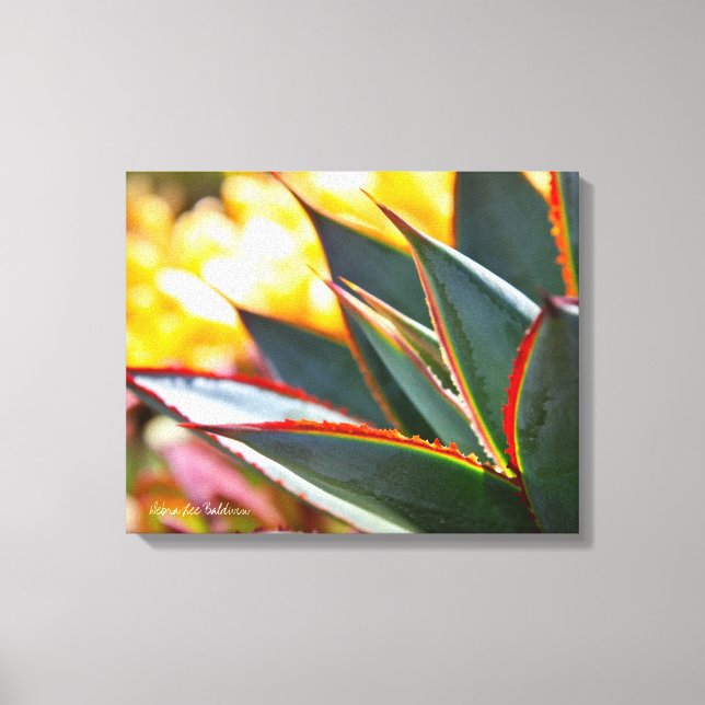 Agave Blue Glow Succulent Photo Debra Lee Baldwin Canvastryck (Framsida)