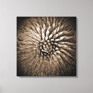 Agave broddar Sepiatrycket på kanfas 22" x 22", Canvastryck