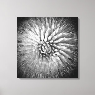 Agave broddar svartvitt på kanfas 22" x 22", canvastryck