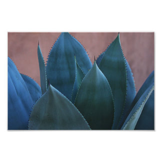 Agave cactus 02 fototryck
