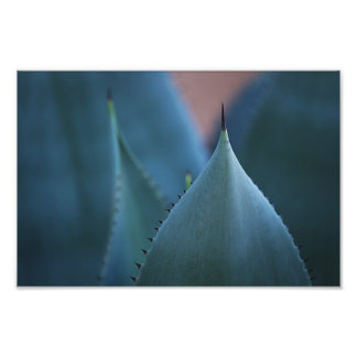 Agave cactus fototryck