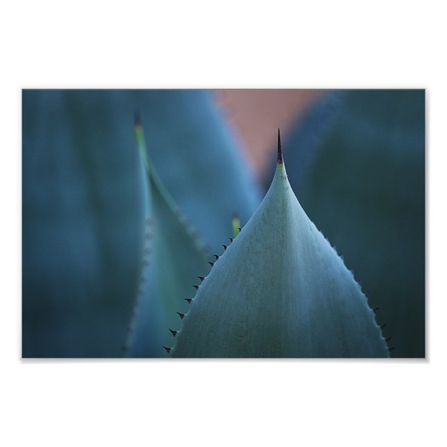 Agave cactus fototryck (Framsidan)