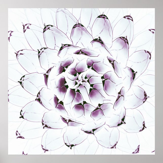 Agave Cactus Poster/Skriv ut Poster (Framsidan)