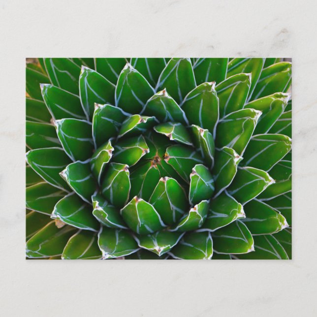 Agave Cactus vycard Vykort (Framsida)
