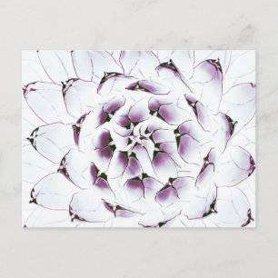 Agave Cactus vycard Vykort