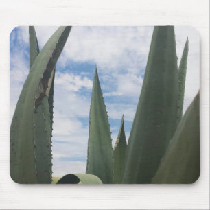 Agave Clouds Musmatta