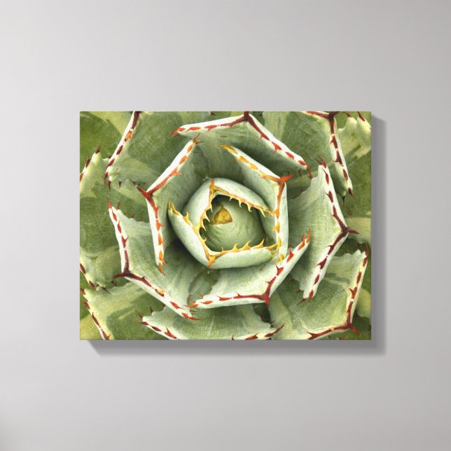 Agave 'Cream Spike' foto Canvastryck (Framsida)