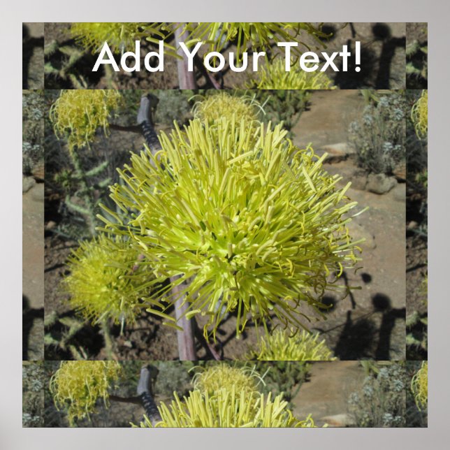 Agave Giant Flower Cluster Poster (Framsidan)