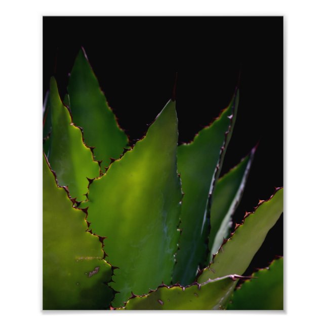 Agave glow fototryck (Framsidan)