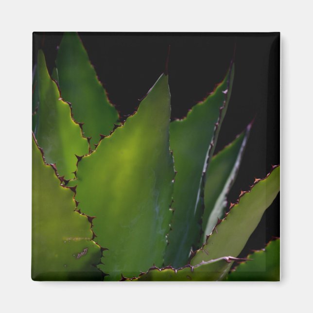Agave glow magnet (Framsidan)