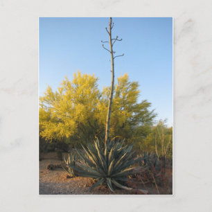Agave in Bloom Vykort