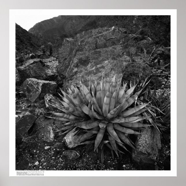 Agave in Deep Canyon Desert Research Station Poster (Framsidan)