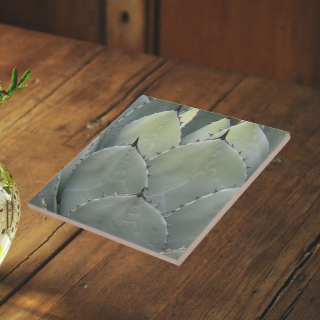 Agave Kaktus Växt Sydvästlig Stil Kakelplatta (In Situ (Angled))