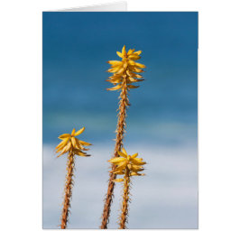 Agave och Ocean Hälsningskort