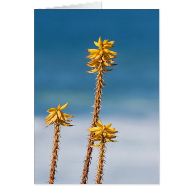 Agave och Ocean Hälsningskort (Framsidan)