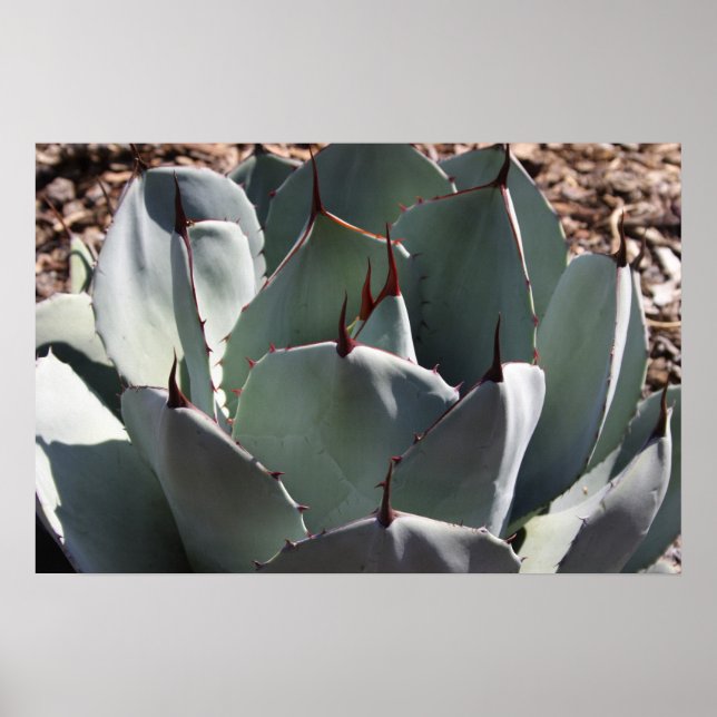Agave parryi poster (Framsidan)