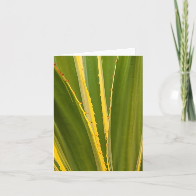 Agave Plant Abstrakt Anteckningskort (Framsida)