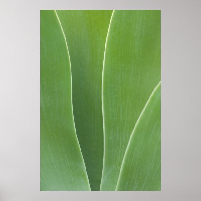 Agave Plant Close Up Poster (Framsidan)