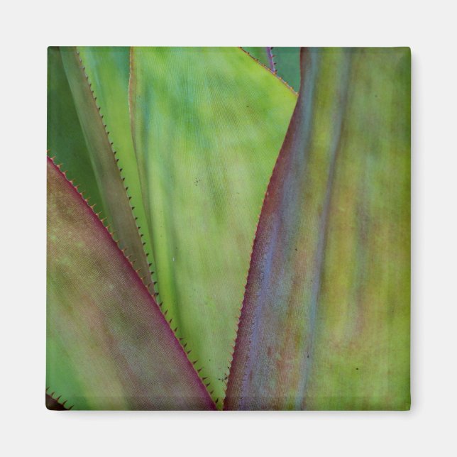 Agave Plant Detail Magnet (Framsidan)
