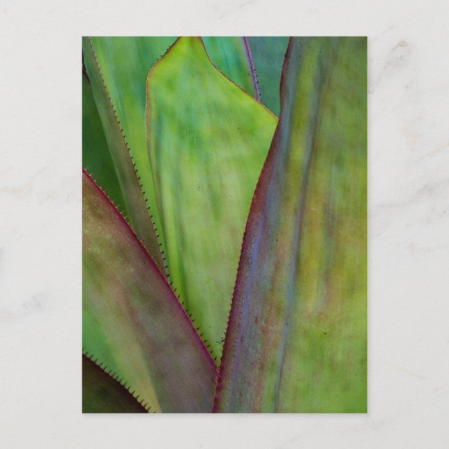 Agave Plant Detail Vykort (Framsida)