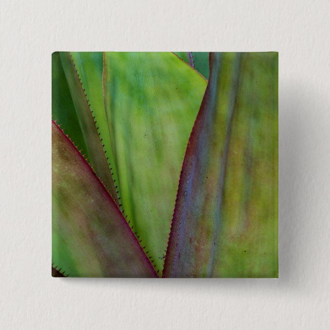 Agave Plant Detal Knapp (Framsida)