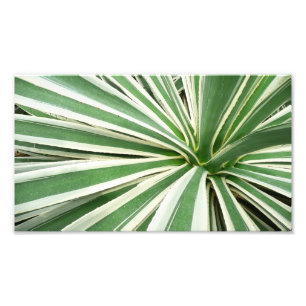 Agave Plant Grönt and White Stripe Fototryck