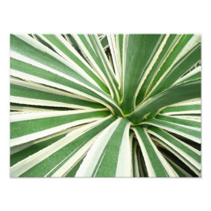Agave Plant Grönt and White Stripe Fototryck