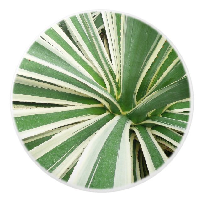 Agave Plant Grönt and White Stripe Knopp (Framsidan)