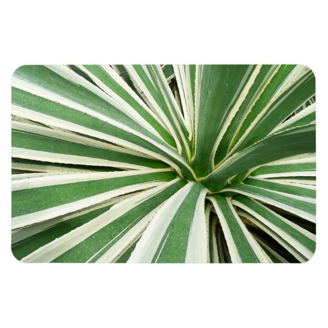 Agave Plant Grönt and White Stripe Magnet (Horisontell)
