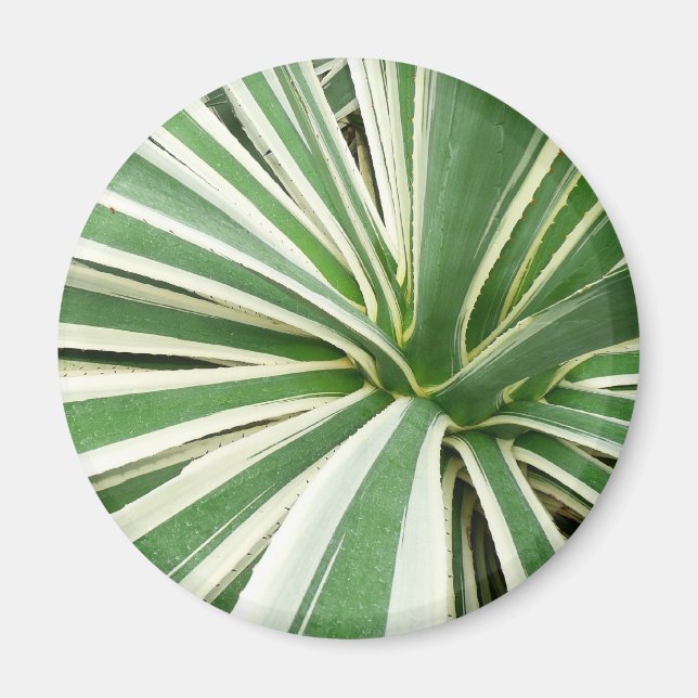 Agave Plant Grönt and White Stripe Magnet (Framsidan)