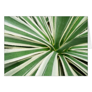 Agave Plant Grönt and White Stripe OBS Kort