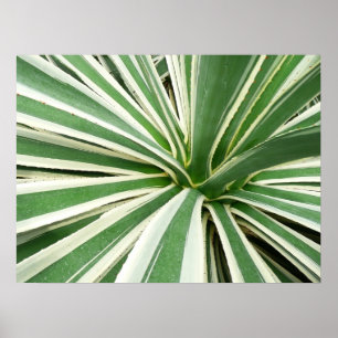 Agave Plant Grönt and White Stripe Poster