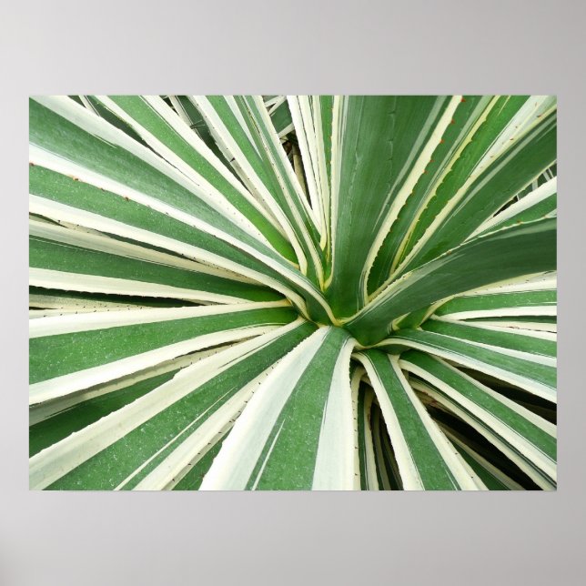 Agave Plant Grönt and White Stripe Poster (Framsidan)