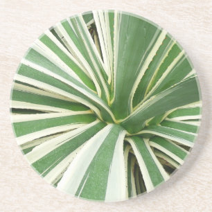 Agave Plant Grönt and White Stripe Underlägg Sandsten