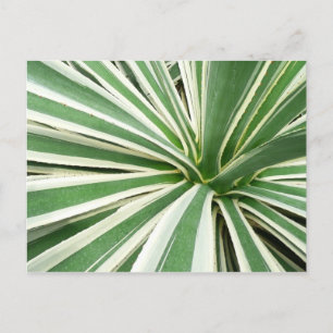 Agave Plant Grönt and White Stripe Vykort