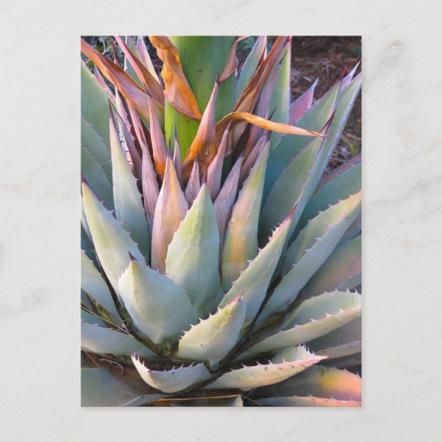 Agave Plant Postcard Vykort (Framsida)