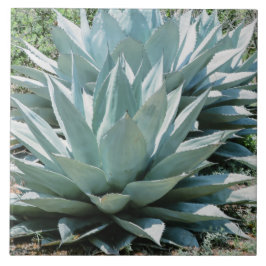 Agave Plant Succulary Blue Cacti Botanical Desert Kakelplatta