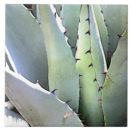 Agave Plant Succulary Blue Cacti Botanical Desert Kakelplatta