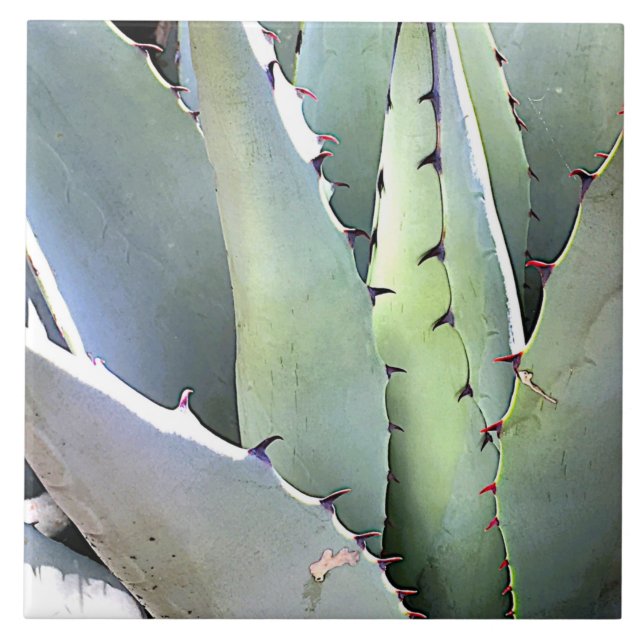 Agave Plant Succulary Blue Cacti Botanical Desert Kakelplatta (Framsidan)