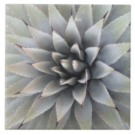 Agave Plant Succulary Blue Cacti Botanical Desert Kakelplatta