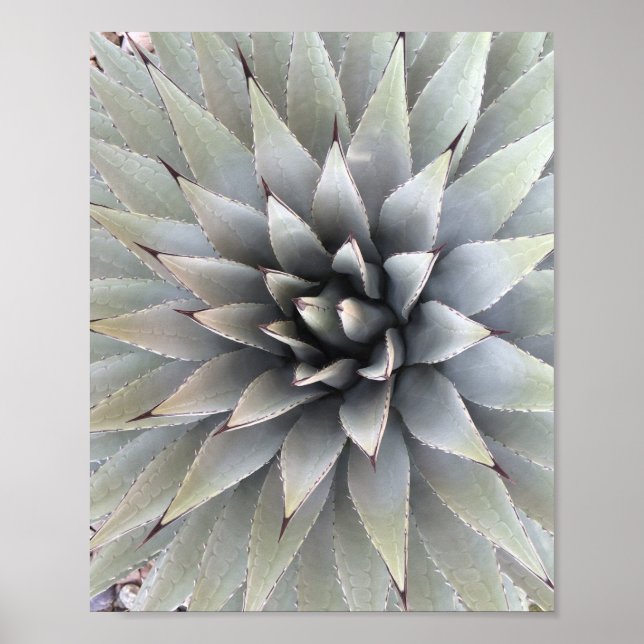 Agave Plant Succulent Blue Cacti Tequila Desert Poster (Framsidan)