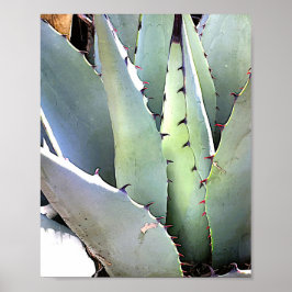 Agave Plant Succulent Blue Cacti Tequila Desert Poster