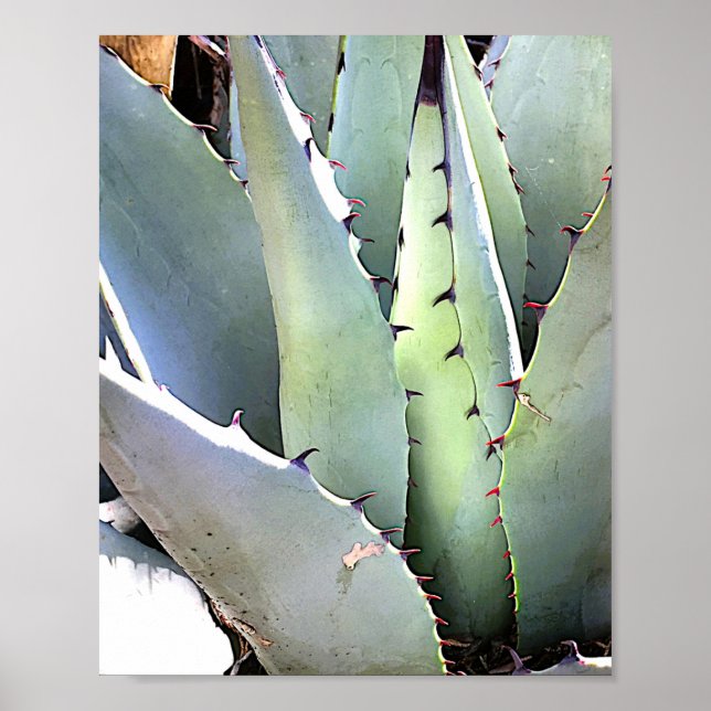 Agave Plant Succulent Blue Cacti Tequila Desert Poster (Framsidan)