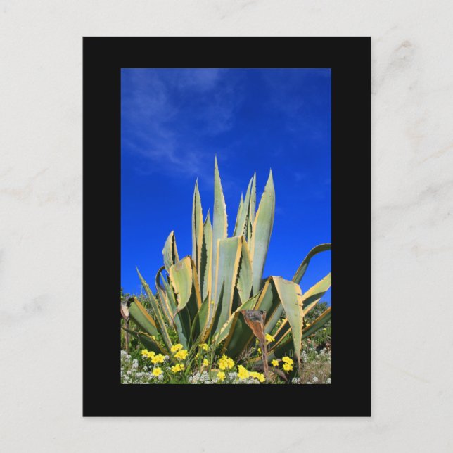 Agave Plant-vykort Vykort (Framsida)