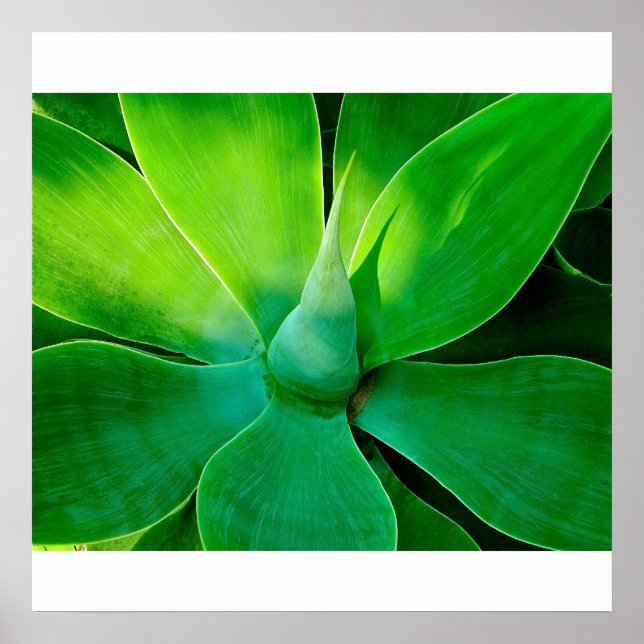 Agave Poster (Framsidan)