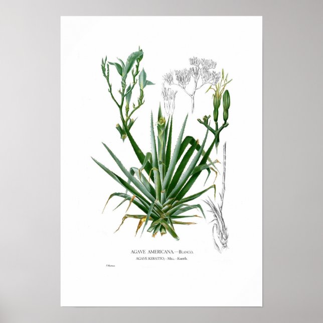 Agave Poster (Framsidan)